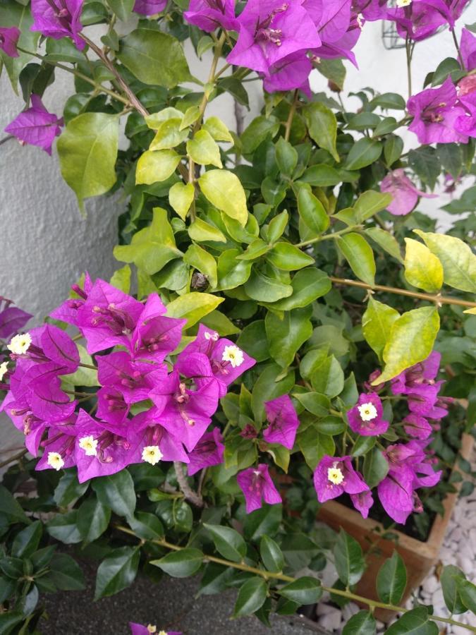 Bea'S Bed & Breakfast Tavira Buitenkant foto