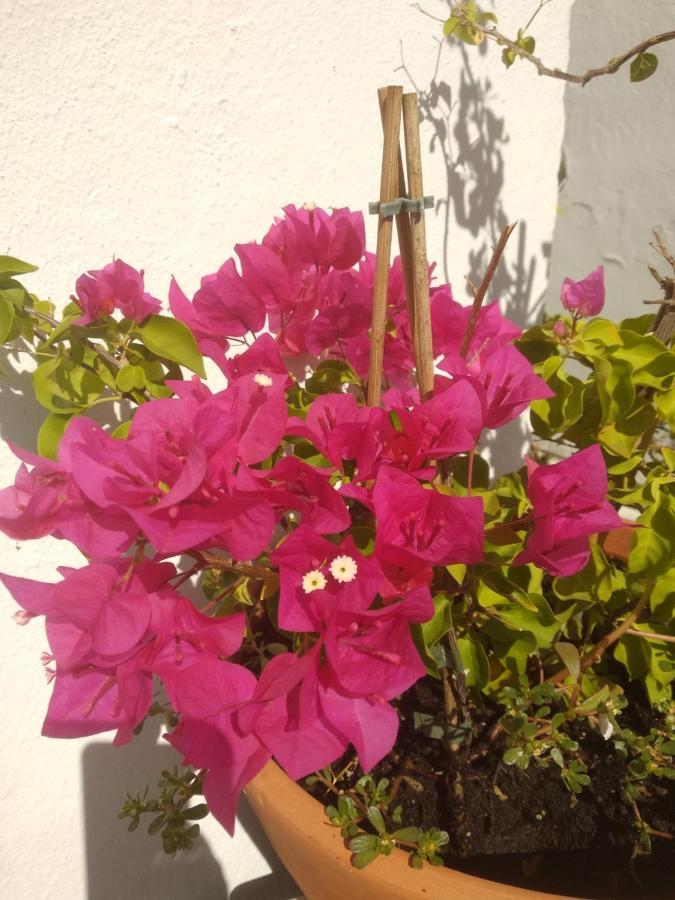 Bea'S Bed & Breakfast Tavira Buitenkant foto